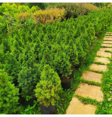Ель сизая Conica (Picea glauca) C5