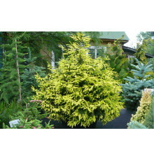 Ель восточная Summergold (Picea orientalis) C25