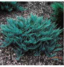 Можжевельник горизонтальный Blue Chip (Juniperus horizontalis) C2