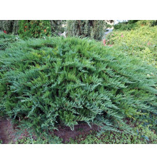 Можжевельник казацкий Tamariscifolia (Juniperus sabina) C2