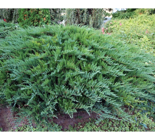 Можжевельник Tamariscifolia