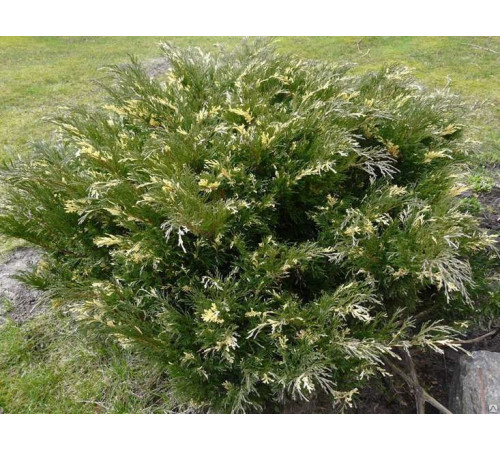 Можжевельник казацкий Variegata