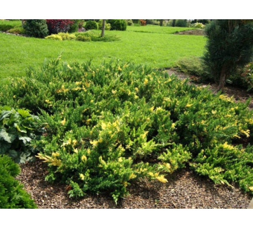Можжевельник китайский Expansa Variegata