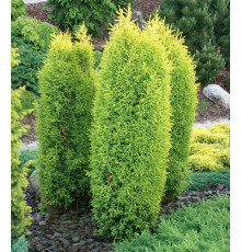 Можжевельник обыкновенный Gold Cone (Juniperus communis) C3