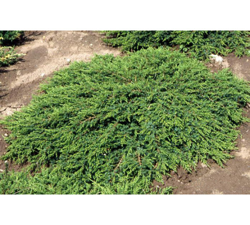 Можжевельник обыкновенный Green Carpet