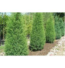 Можжевельник обыкновенный Suecica (Juniperus communis) C10
