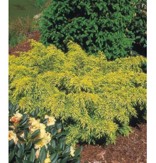 Можжевельник Пфитцериана Golden Saucer (Juniperus x media) C3