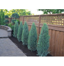 Можжевельник скальный Blue Arrow (Juniperus scopulorum) C2