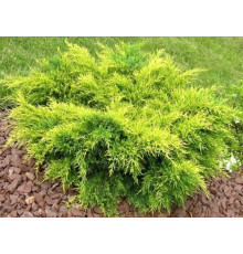 Можжевельник средний Mordigan Gold (Juniperus x media) C5