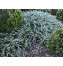Можжевельник горизонтальный Бар Харбор (Juniperus horizontalis Bar Harbor) C2