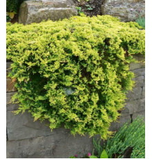Можжевельник горизонтальный Golden Carpet (Juniperus horizontalis) C2
