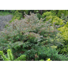 Кипарисовик горохоплодный Ломбартс (Chamaecyparis pisifera Squarrosa Lombarts) C7.5