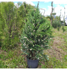 Кипарисовик Лавсона Аргентеовариегата (Chamaecyparis lawsoniana Argenteovariegata) C10