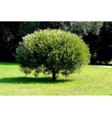 Ива ломкая шаровидная (Salix fragolis)