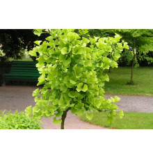 Гинкго Билоба (Ginkgo biloba) C2