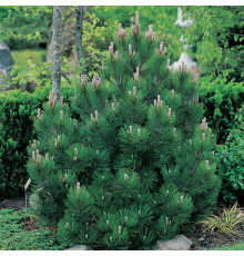Сосна Гельдрейха Compact Gem (Pinus heldreichii) C5