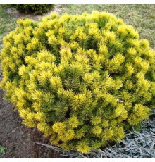 Сосна горная Winter Gold (Pinus mugo) C10