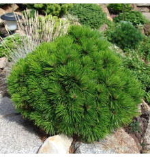 Сосна белокорая боснийская Шмидта (Pinus leucodermis Schmidtii) C2