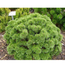 Сосна горная Алгау (Pinus mugo Allgau) C5