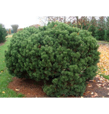 Сосна горная Мопс (Pinus mugo Mops) C3