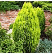 Плосковеточник восточный Aurea Nana (Platycladus orientalis) C2