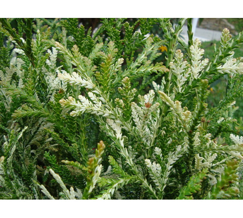 Туевик Variegata