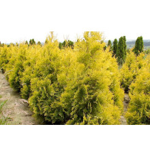 Туя западная Aurescens (Thuja occidentalis) C2
