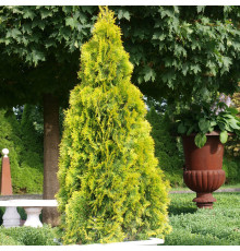 Туя западная Europe Gold (Thuja occidentalis) C35