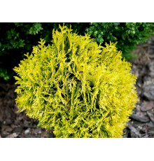  Туя западная Амбер Глоу (Thuja occidentalis Amber Glow) С2