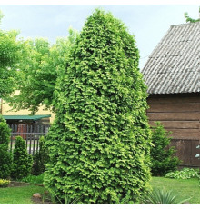 Туя западная Wareana Lutescens (Thuja occidentalis) C2