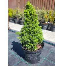 Ель сизая Conica (Picea glauca) C2