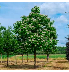 Катальпа бигнониевидная (Catalpa bignonioides ) С5