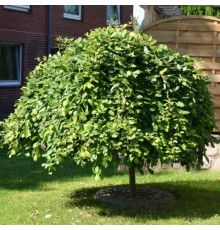 Вяз Camperdownii (Ulmus) C30