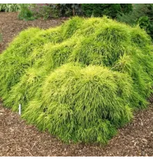 Кипарисовик горохоплодный Sungold (Chamaecyparis pisifera) C3
