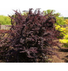 Барбарис оттавский Superba (Berberis ottawensis) C3