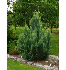 Кипарисовик Лавсона White Spot (Chamaecyparis lawsoniana) С2