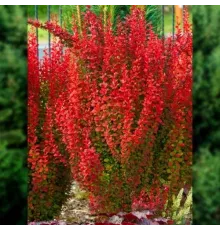 Барбарис тунберга Ред Рокет (Berberis thunbergii Red Rocket) C2