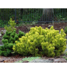 Сосна горная Лаархайд (Pinus mugo Laarheide) C5