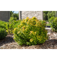 Барбарис Лимончело (Berberis Thunbergii Limoncello) P11