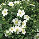 Лапчатка кустарниковая "Abbotswood" (Potentilla fruticosa) C2