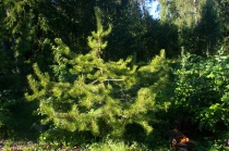 Сосна скрученная "Contorta" (Pinus contorta), С10