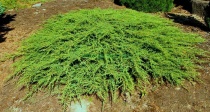 Можжевельник обыкновенный "Green Carpet" (juniperus communis) С5