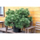 Сосна черная "Хорнибрукиана" (Pinus nigra "Hornibrookiana") С5