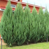 Можжевельник скальный "Skyrocket" (Juniperus scopulorum) С3