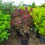 Скумпия кожевенная "Royal Purle" (Cotinus coggygria) C2