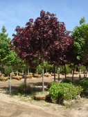 Клён остролистный "Роял Ред" (Acer platanoides "Royal Red") С7,5