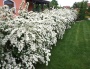 Спирея Вангутта (Spiraea Vanhouttei) С3