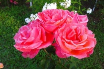 Роза Карина (Rose Carina), С2