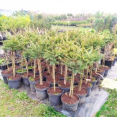 Бонсаи ель обыкновенная Максвелли (Picea glauca Maxwellii) С3