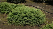 Ель обыкновенная "Procumbens" (Picea abies) С7,5